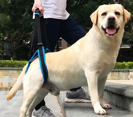 Dog Hind Leg Support Strap – Walking Rehabilitation Brace